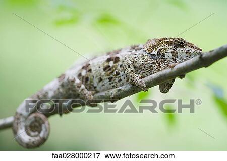 Chameleon resting on branch, side view, close-up View Large Photo Image Stock Photo - Chameleon resting on branch, side view, close-up. Fotosearch
