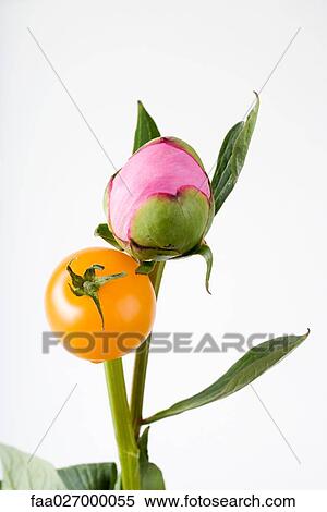 Cherry tomato and flower bud on stems, close-up View Large Photo Image Stock Photography - Cherry tomato and flower bud on stems, close-up. Fotosearch