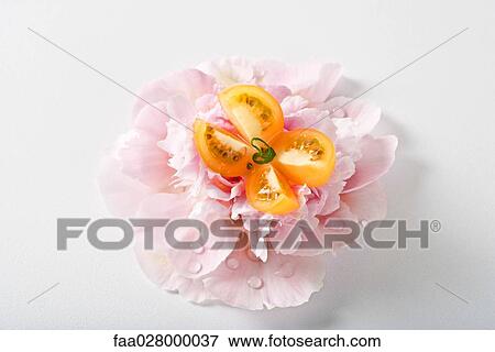 Cherry tomato cut in the shape of a butterfly resting on top of pink carnation with dew drops, close-up View Large Photo Image Stock Photo - Cherry tomato cut in the shape of a butterfly resting on top of pink carnation with dew drops, close-up. Fotosearch