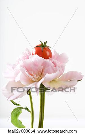 Cherry tomato resting on carnation, close-up View Large Photo Image Picture - Cherry tomato resting on carnation, close-up. Fotosearch