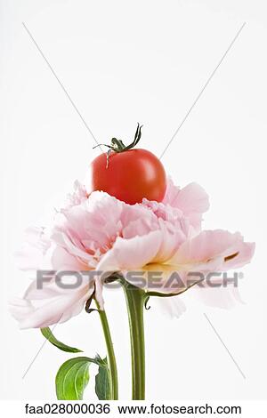 Cherry tomato resting on top of pink carnation, close-up View Large Photo Image Stock Photograph - Cherry tomato resting on top of pink carnation, close-up. Fotosearch