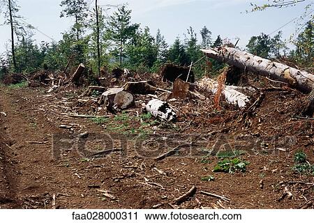Clear-cut forest View Large Photo Image Stock Image - Clear-cut forest. Fotosearch