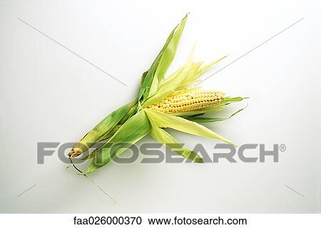 Corn cob, white background View Large Photo Image Stock Image - Corn cob, white background. Fotosearch