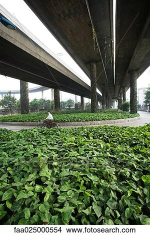 Cyclist riding through green space under overpass View Large Photo Image Picture - Cyclist riding through green space under overpass. Fotosearch