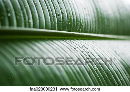 Dew drops on leaf, extreme close-up, full frame View Large Photo Image Stock Image - Dew drops on leaf, extreme close-up, full frame. Fotosearch