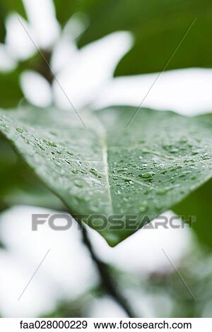 Dew drops on leaf, extreme close-up View Large Photo Image Stock Photo - Dew drops on leaf, extreme close-up. Fotosearch