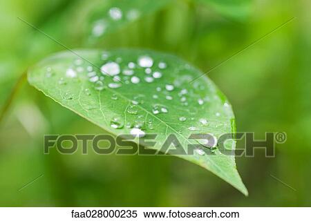 Dew drops on leaf, extreme close-up View Large Photo Image Stock Photography - Dew drops on leaf, extreme close-up. Fotosearch