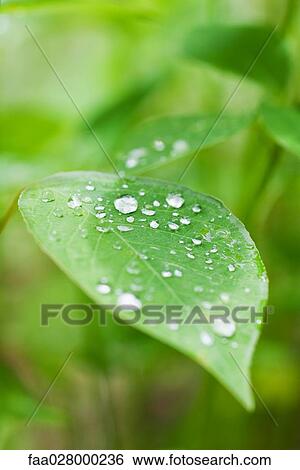 Dew drops on leaves, extreme close-up View Large Photo Image Stock Photograph - Dew drops on leaves, extreme close-up. Fotosearch