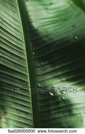 Dew drops on palm leaf, extreme close-up View Large Photo Image Stock Image - Dew drops on palm leaf, extreme close-up. Fotosearch
