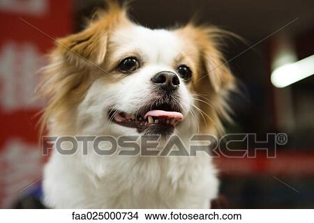 Picture - Dog. Fotosearch