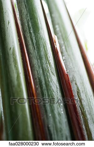 Extreme close-up of ribbed leaf View Large Photo Image Stock Image - Extreme close-up of ribbed leaf. Fotosearch