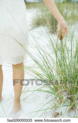 Stock Image - Female standing at the beach touching dune grass, cropped view. Fotosearch
