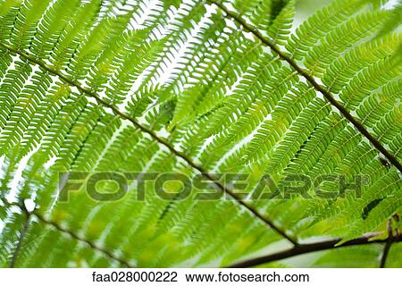 Fern leaf, extreme close-up View Large Photo Image Stock Image - Fern leaf, extreme close-up. Fotosearch
