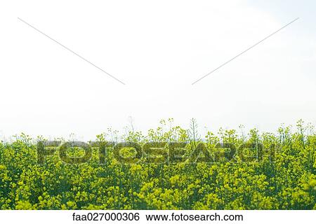 Field of canola View Large Photo Image Stock Photograph - Field of canola. Fotosearch