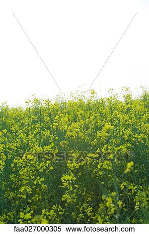 Field of canola View Large Photo Image Stock Photography - Field of canola. Fotosearch