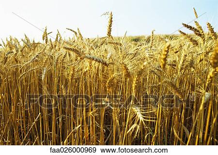 Field of wheat View Large Photo Image Stock Photo - Field of wheat. Fotosearch