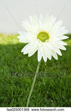 Flower being watered, close-up View Large Photo Image Stock Photo - Flower being watered, close-up. Fotosearch
