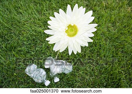 Flower growing next to discarded water bottles, high angle view View Large Photo Image Stock Image - Flower growing next to discarded water bottles, high angle view. Fotosearch