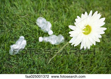 Stock Image - Flower growing next to discarded water bottles, high angle view. Fotosearch