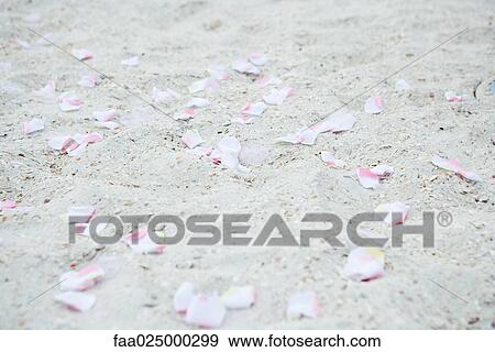 Flower petals scattered on sand, close-up, full frame View Large Photo Image Stock Photo - Flower petals scattered on sand, close-up, full frame. Fotosearch