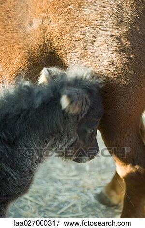Foal with its mother, cropped view View Large Photo Image Stock Photo - Foal with its mother, cropped view. Fotosearch