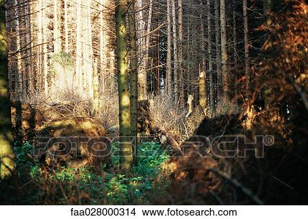 Forest with chopped trees and stumps View Large Photo Image Picture - Forest with chopped trees and stumps. Fotosearch