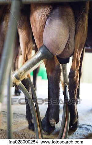 Goat being milked by milking machine, cropped view of udder and hosing View Large Photo Image Picture - Goat being milked by milking machine, cropped view of udder and hosing. Fotosearch