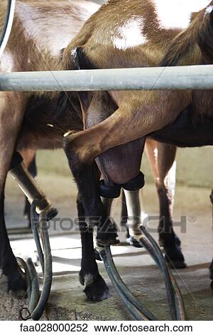 Goats being milked by milking machines, cropped view View Large Photo Image Stock Image - Goats being milked by milking machines, cropped view. Fotosearch