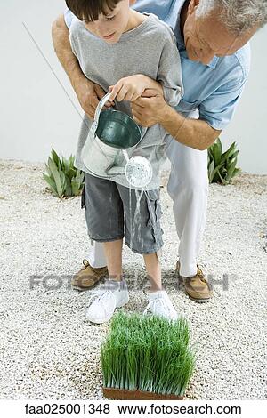 Grandfather and grandson watering wheat grass together View Large Photo Image Stock Photo - Grandfather and grandson watering wheat grass together. Fotosearch