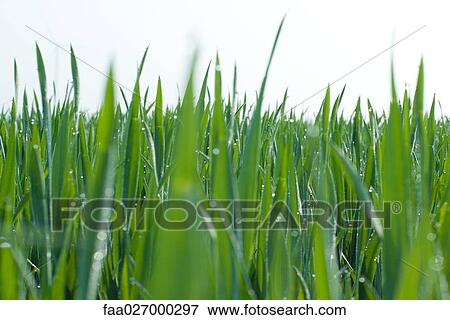 Stock Photo - Grass growing, close-up. Fotosearch