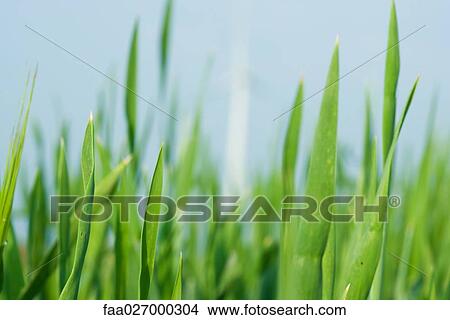 Picture - Grass growing, extreme close-up. Fotosearch