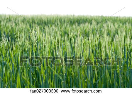 Grass growing in rural field View Large Photo Image Stock Image - Grass growing in rural field. Fotosearch