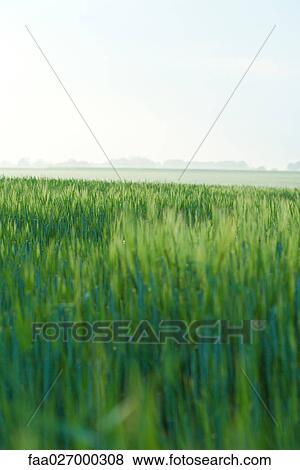 Green crop field View Large Photo Image Stock Photo - Green crop field. Fotosearch
