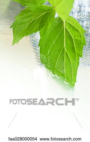 Green leaves and bubbles, close-up View Large Photo Image Picture - Green leaves and bubbles, close-up. Fotosearch
