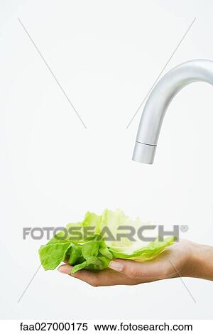 Hand holding lettuce leaf under faucet, close-up View Large Photo Image Stock Photography - Hand holding lettuce leaf under faucet, close-up. Fotosearch