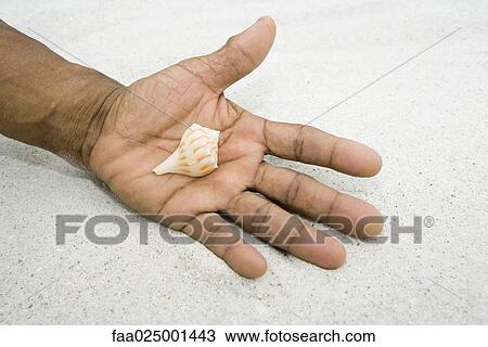 Stock Image - Hand holding seashell, close-up. Fotosearch