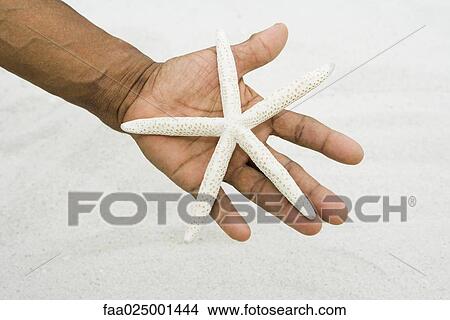 Picture - Hand holding starfish, close-up. Fotosearch