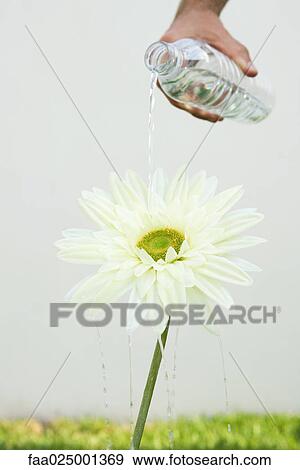 Hand pouring bottled water on flower, cropped view View Large Photo Image Stock Photo - Hand pouring bottled water on flower, cropped view. Fotosearch