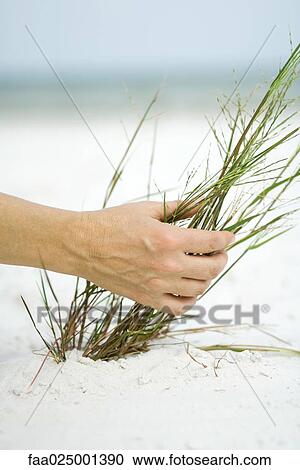 Hand touching dune grass, close-up View Large Photo Image Stock Image - Hand touching dune grass, close-up. Fotosearch