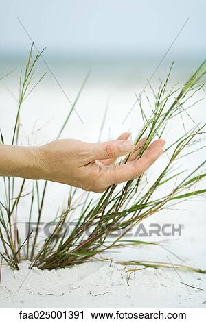 Hand touching dune grass, close-up View Large Photo Image Stock Image - Hand touching dune grass, close-up. Fotosearch