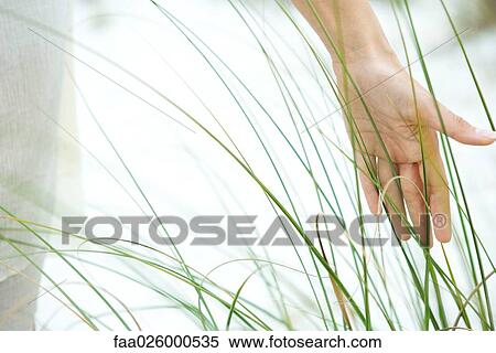 Hand touching dune grass, close-up View Large Photo Image Stock Photography - Hand touching dune grass, close-up. Fotosearch