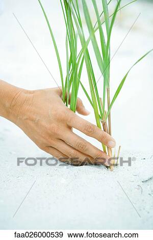 Hand touching dune grass growing in sand, close-up View Large Photo Image Stock Photo - Hand touching dune grass growing in sand, close-up. Fotosearch