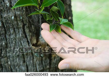 Hand touching leaves growing on tree trunk, cropped view View Large Photo Image Stock Image - Hand touching leaves growing on tree trunk, cropped view. Fotosearch