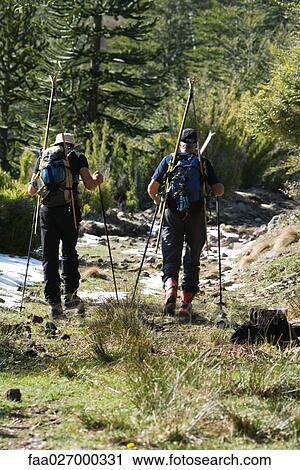Hikers carrying backpacks and skis, walking in wilderness, rear view View Large Photo Image Stock Image - Hikers carrying backpacks and skis, walking in wilderness, rear view. Fotosearch