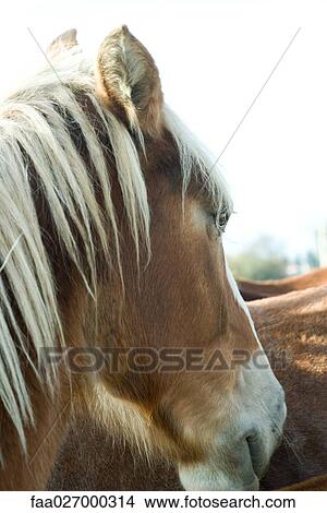 Horse, close-up, cropped view View Large Photo Image Picture - Horse, close-up, cropped view. Fotosearch