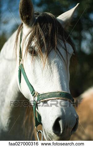 Horse looking at camera, cropped view View Large Photo Image Stock Photograph - Horse looking at camera, cropped view. Fotosearch