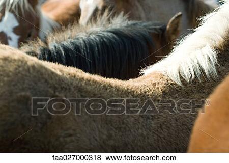 Horses side by side, cropped view, full frame View Large Photo Image Stock Photo - Horses side by side, cropped view, full frame. Fotosearch