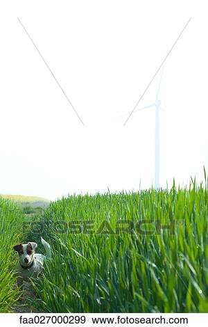 Jack Russell terrier in grassy field, looking at camera View Large Photo Image Stock Photo - Jack Russell terrier in grassy field, looking at camera. Fotosearch