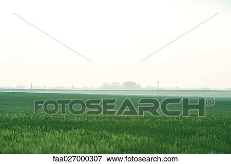 Landscape, crop field with fog and telephone pole in background View Large Photo Image Stock Photo - Landscape, crop field with fog and telephone pole in background. Fotosearch