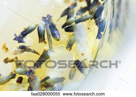 Lavender buds floating in liquid, close-up View Large Photo Image Stock Photography - Lavender buds floating in liquid, close-up. Fotosearch